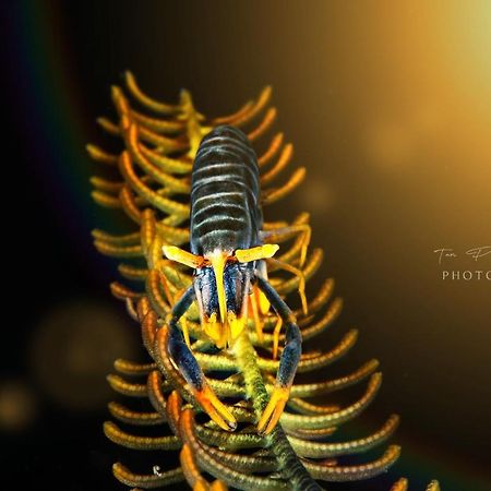 K2 Lembeh Dive Resort Bitung Dış mekan fotoğraf