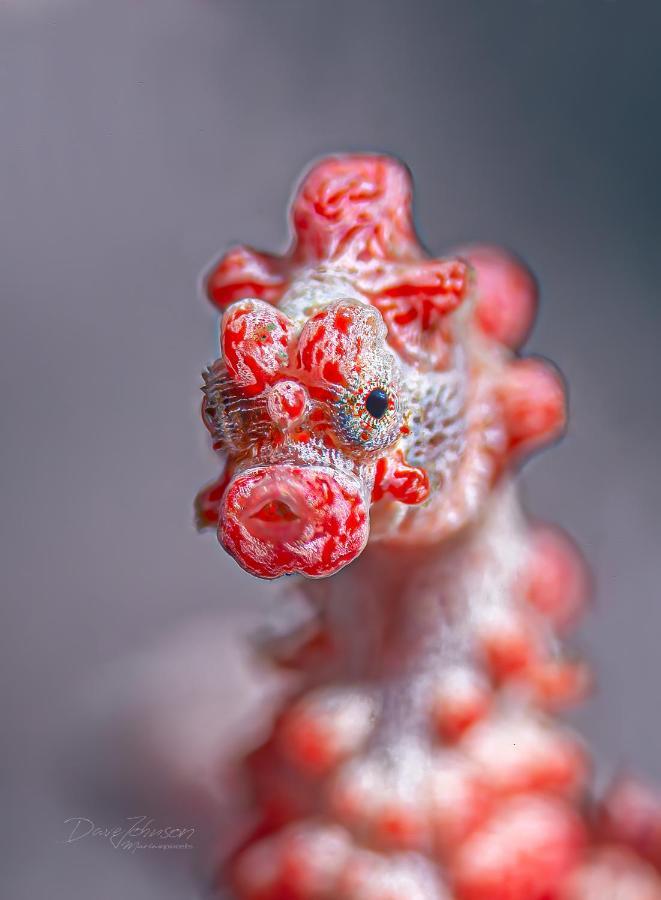 K2 Lembeh Dive Resort Bitung Dış mekan fotoğraf