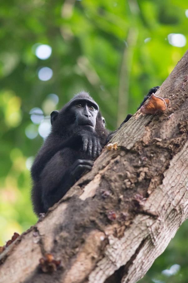 K2 Lembeh Dive Resort Bitung Dış mekan fotoğraf